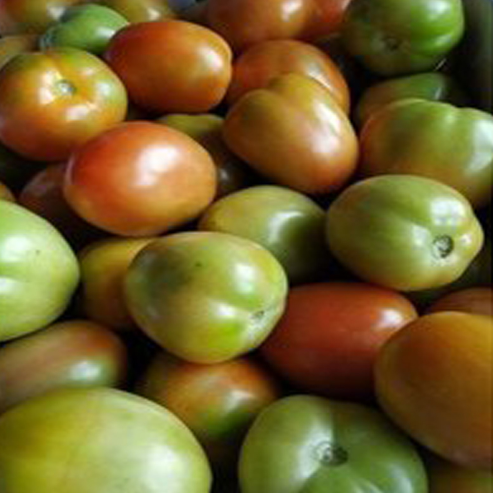 Fresh Desi Tomato