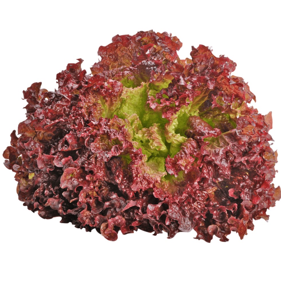 Lollo Rosso Red