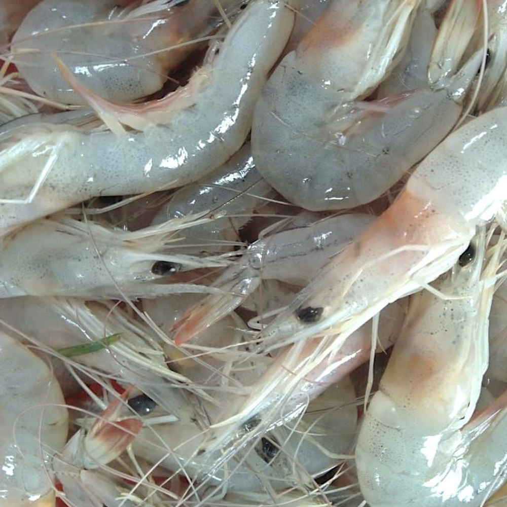 Prawns
